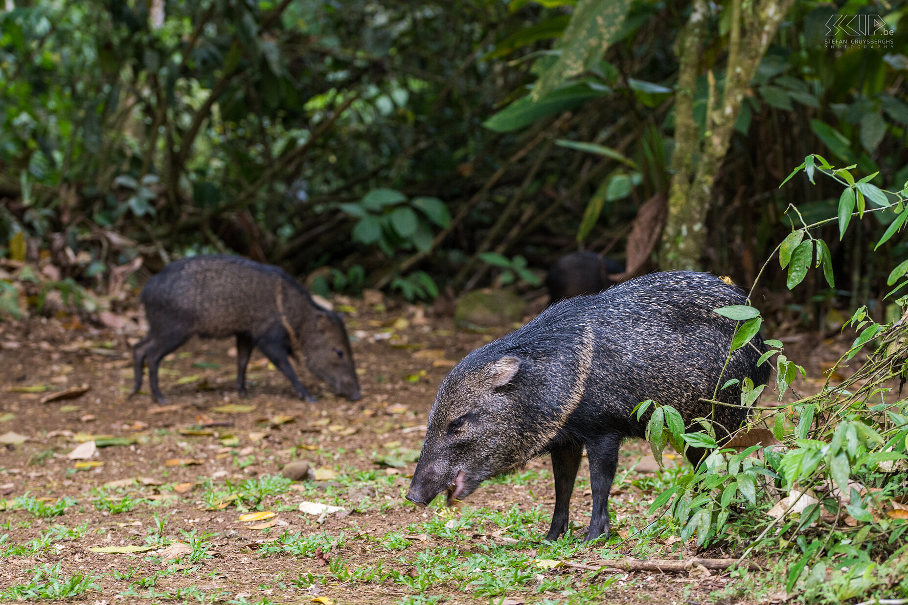 La Selva - Collared peccaries (pecari tajacu)  Stefan Cruysberghs